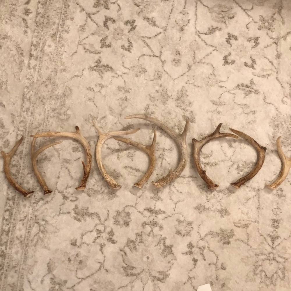Set of 9 deer antlers